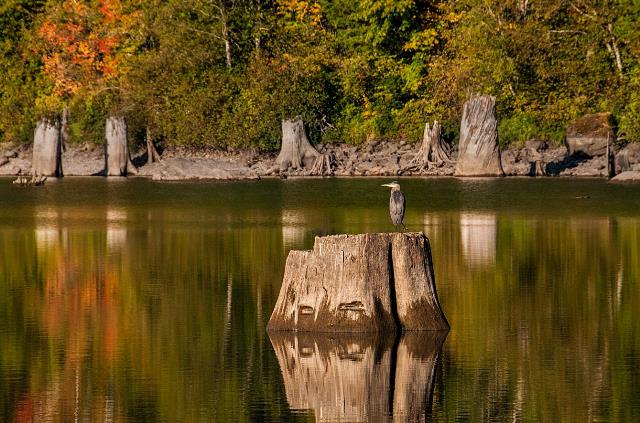 Heron at Rattlesnake Lake